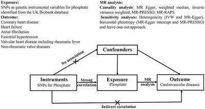 Genetically predicted phosphate and cardiovascular disease: A Mendelian randomization study